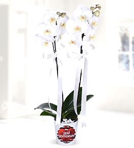 Seni Seviyorum Temal� Orkide