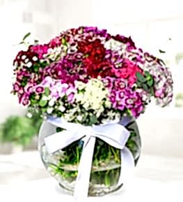 Fanusta H�sn�yusuflar