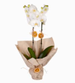Beyaz Orkide