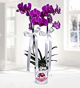 Kalpli Vazoda Mor Orkide