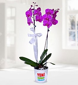 Asil Mor Orkide