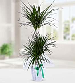 3 K�kl� Dracena Marginata