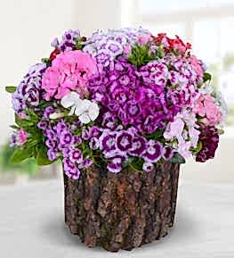 K�t�kte H�sn�yusuf Bah�esi