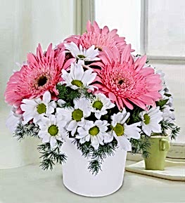 Gerbera Papatya Aranjman�