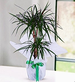 2 K�kl� Marginata Dracena