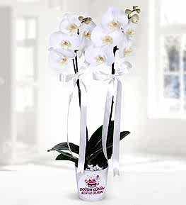 Do�um G�n� Temal� Beyaz Orkide