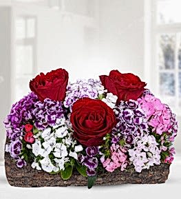 A�a� K�t�kte Renkli H�sn�yusuf G�l Bah�esi