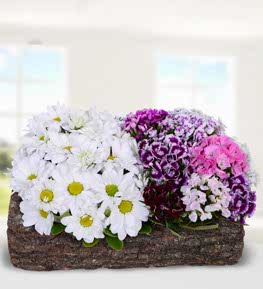 K�t�kte Renk Karnaval� H�sn�yusuf Papatya Aranjman�