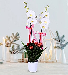 Y�lba��na �zel Kokina Konseptli Beyaz Orkide