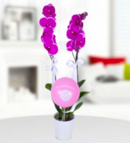 Pembe Balonlu K�z Bebek Mor Orkide