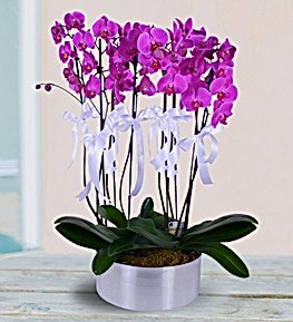 8 Dall� Mor Orkide Aranjman�
