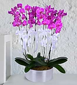 10 Dall� Mor Orkide Aranjman�