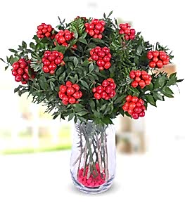 Y�lba�� �ans �i�e�i Kokinalar