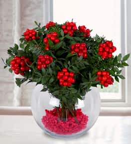 Y�lba�� �i�e�i Kokina