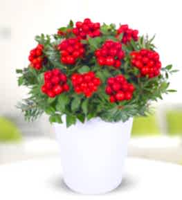 Seramik Vazoda Kokina Aranjman�