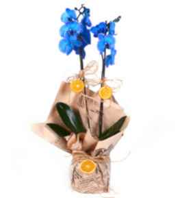 Mavi Orkide 2 Dall�