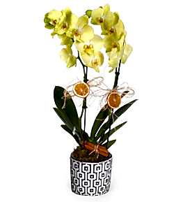 Tasar�m Seramikte Sar� Orkide
