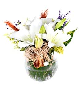 Kokulu Mis Beyaz Zambak Lilyumlar