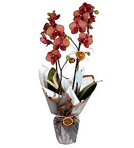 �ift Dall� Ate� Rengi Orkide