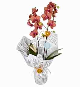 Multicolor Ate� Orkide