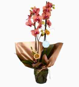 Ate� Rengi 2 Dal Orkide