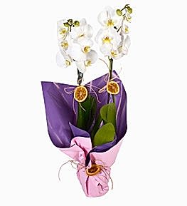 Sensiz Olmaz Beyaz �ift Dall� Orkide