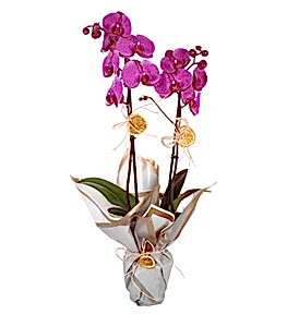 �ift Dall� Mor Orkide