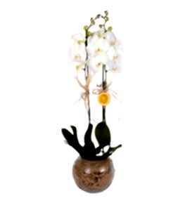 Cam Fanusta 2 Dal Beyaz Orkide �i�e�i