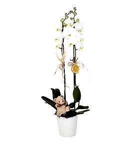 Saks�da �ift Dal Beyaz Orkide ve Mini Ay�c�k