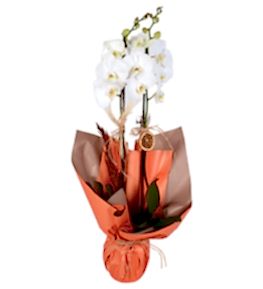 Turuncu Buket Ka��tl� Saks�da �ift Dall� Beyaz Orkide