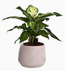 Seramikte Difenbahya �i�e�i