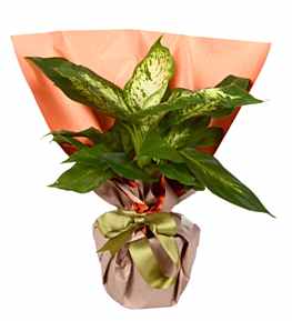 Salon �i�e�i Difenbahya Bitkisi