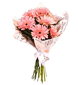 Pudra Renkli Bukette Pembe Gerbera