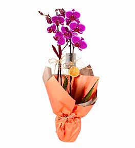 Turuncu Ka��tl� Saks�da �ift Dall� Mor Orkide