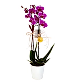 Beyaz Seramik Vazoda �ift Dall� Mor Orkide