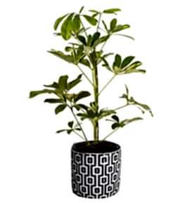 Siyah Kare Desenli Vazoda �eflera