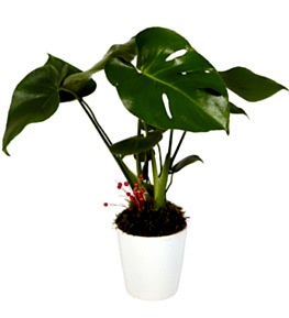 Seramik Saks�da Monstera Deve Taban�