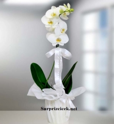 Phalaenopsis Orkide Çiçeği