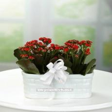 Kırmızı Kalanşolar