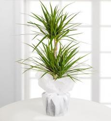 2'li Dracena Bitkisi