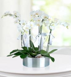 Phaleonepsis 5 Dal Orkide Çiçeği