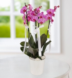 Asaletli Mor 4 Dal Orkide