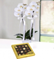 Asaletli Beyaz Orkide Seramik vazo içerisinde çift dallı beyaz orkide ile hazırlanmıştır 16 lı turf
