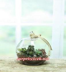  TERRARIUM 