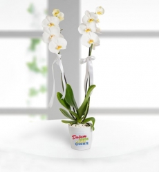 Doğum Günü Tebrikli 2 Dal Phalaenopsis Orkide