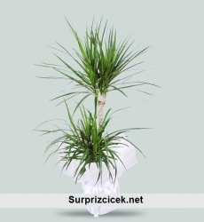 Saksida Dracena