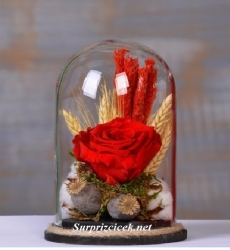 Solmayan Kırmızı Gül