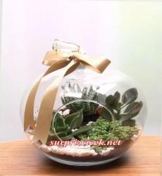 Cam Elmada TERRARIUM