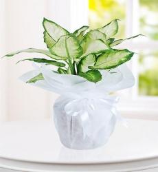 Camilya Kampak Çiçeği