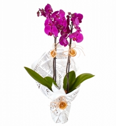 Mor Çift Dallı Orkide